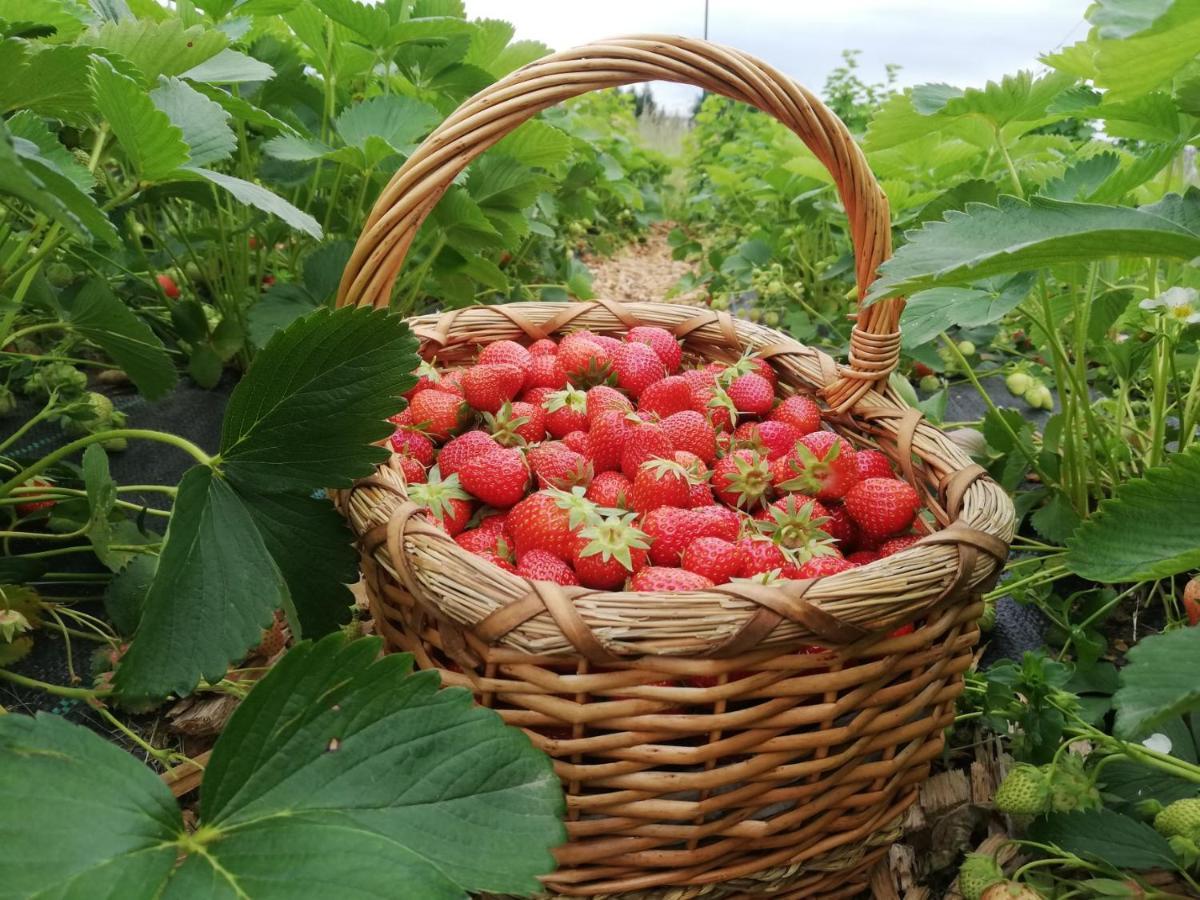 Garden Janša